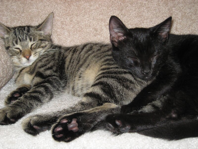 Two Sleeping Cats — Black