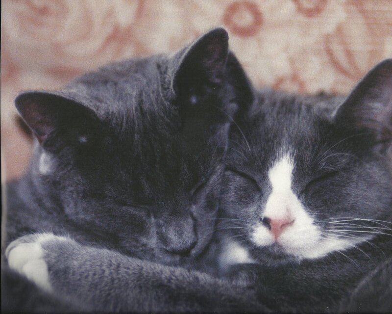 Two Sleeping Cats — Gray