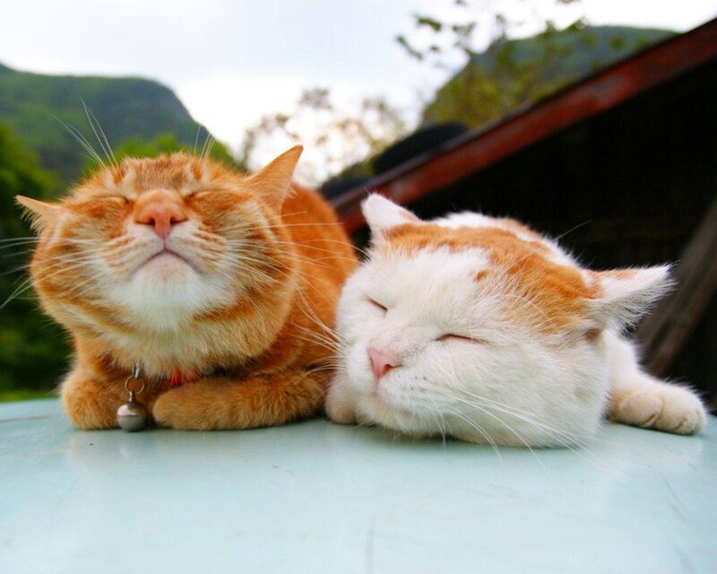 Two Sleeping Cats — Orange