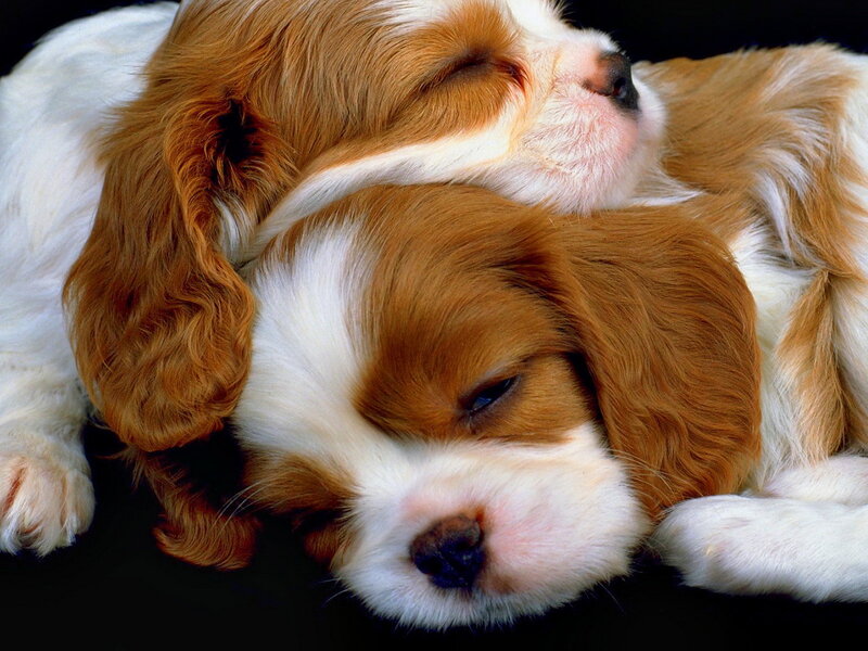 Two Sleeping Cavalier Puppies — Brown