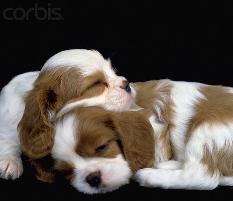 Two Sleeping Cavalier Puppies