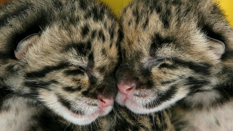 Two sleeping clouded leopard cubs