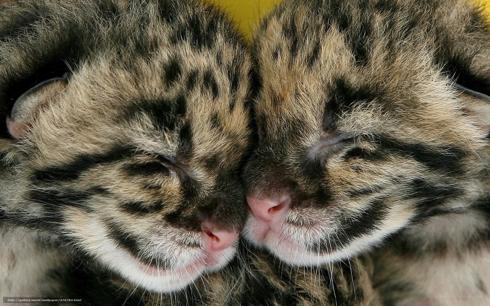 two sleeping clouded leopard cubs