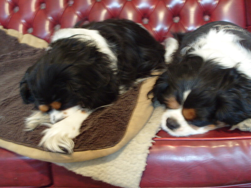 Two Sleeping Dogs — Red