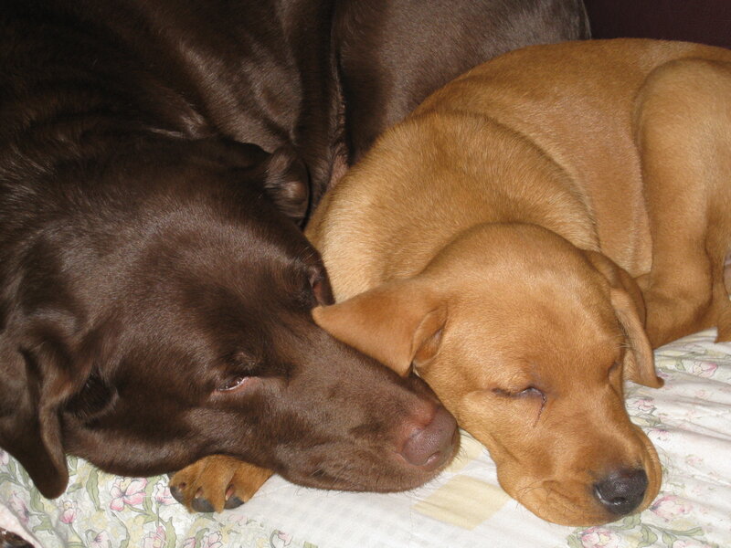 Two Sleeping Dogs
