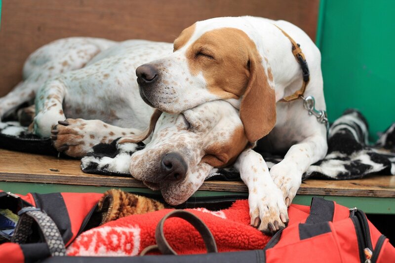 Two Sleeping Dogs — White