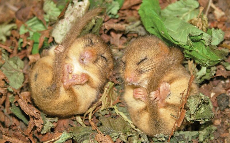 Two Sleeping Dormice