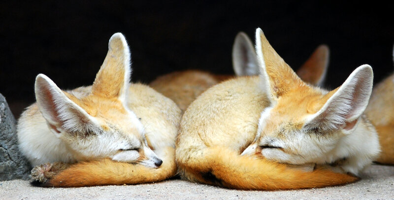 Two sleeping fennec foxes