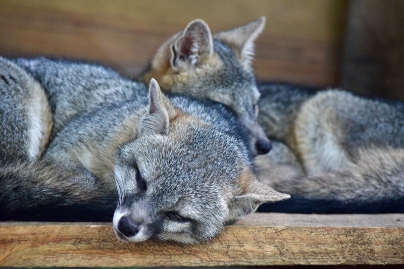 Two sleeping foxes