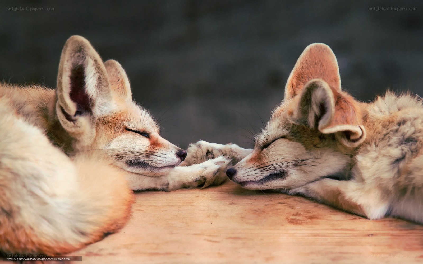 Two sleeping foxes touching noses