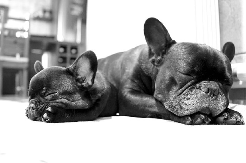 Two Sleeping French Bulldogs