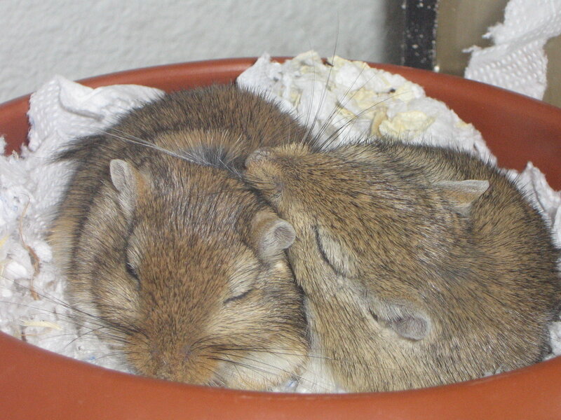 Two Sleeping Gerbils