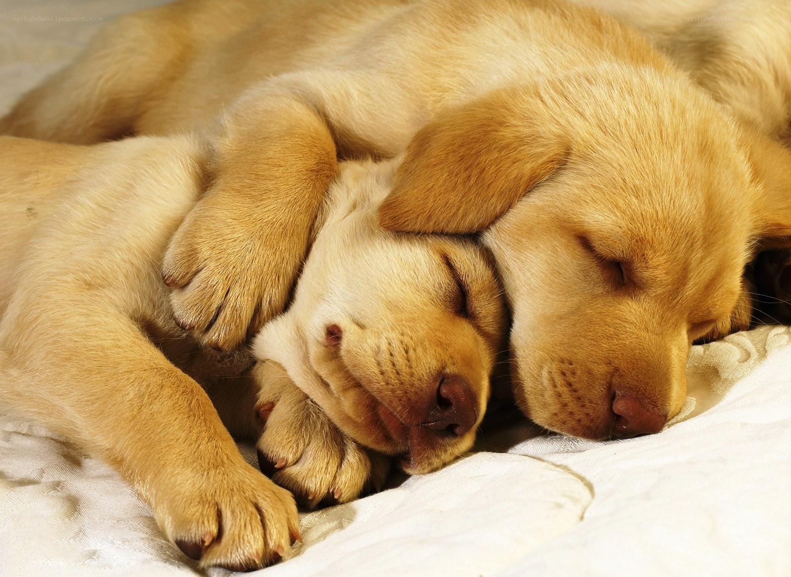 Two sleeping golden puppies