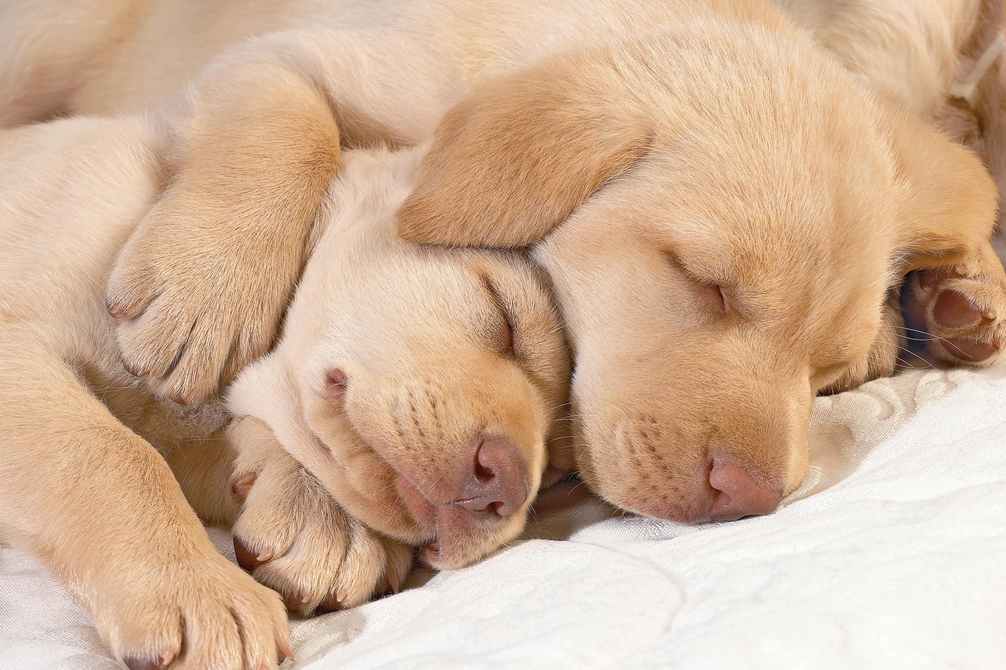 Two sleeping golden puppies