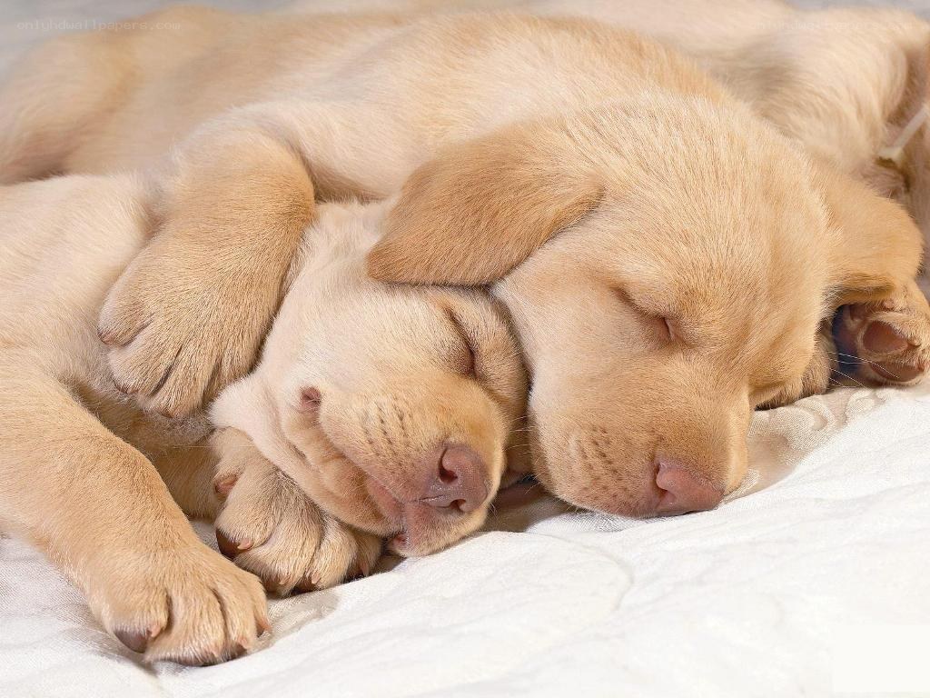 Two sleeping golden puppies