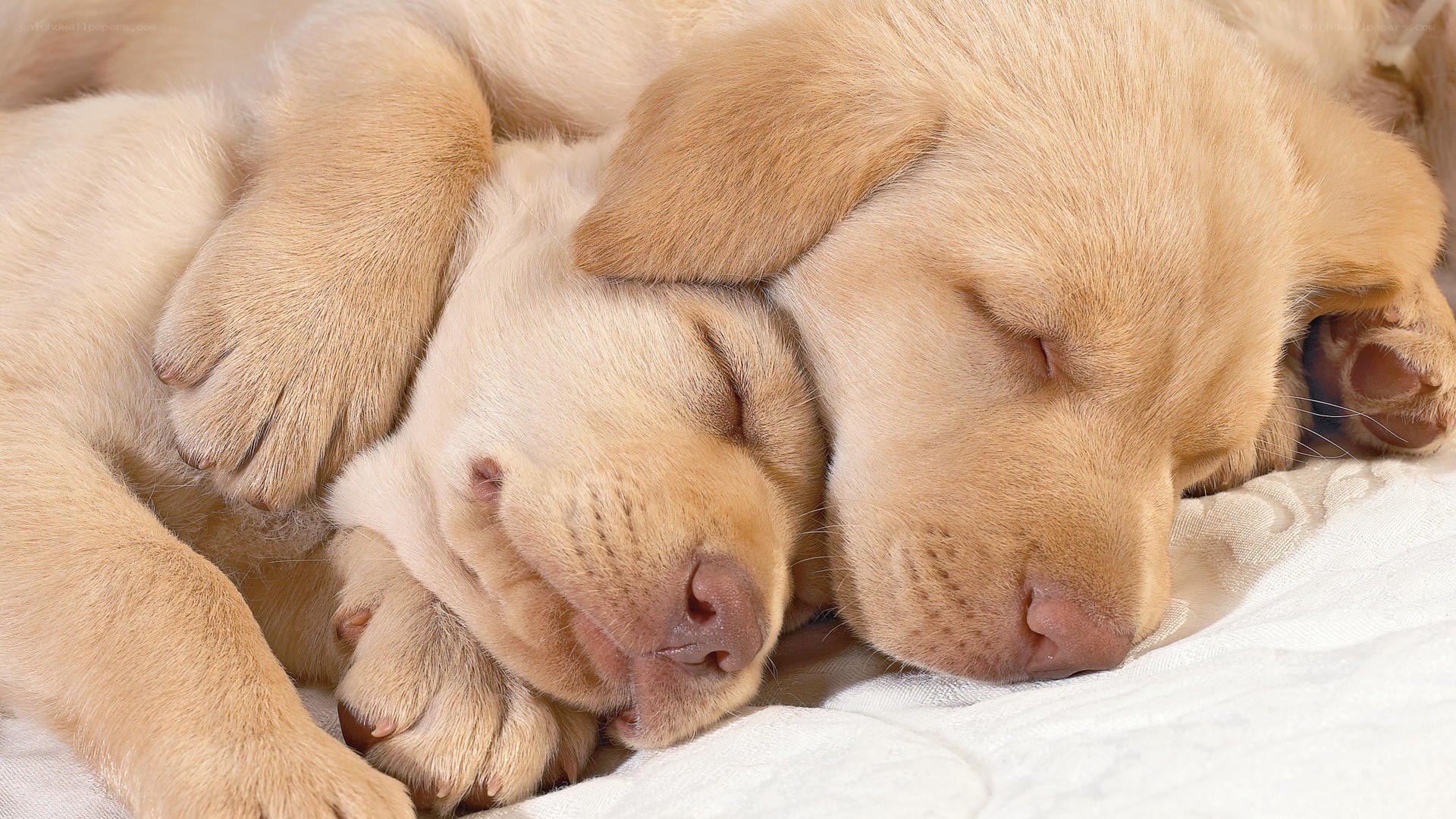 Two sleeping golden puppies