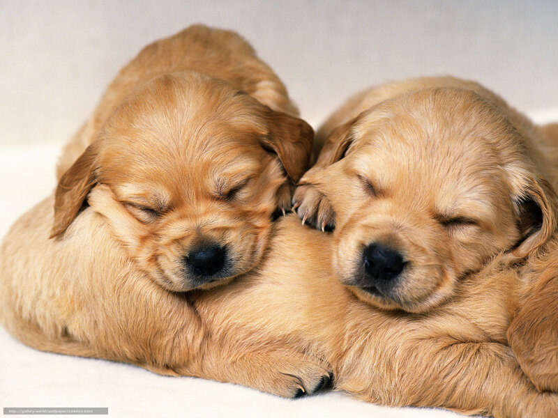 Two sleeping golden retriever puppies
