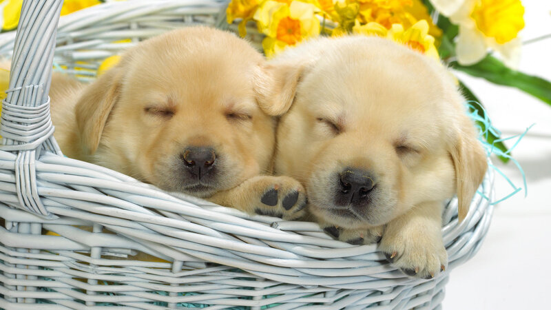 Two Sleeping Golden Retriever Puppies — Yellow
