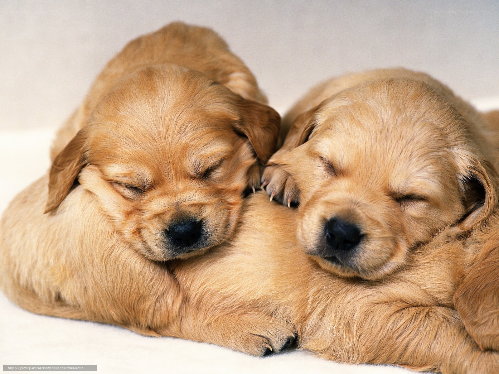 Two sleeping golden retriever puppies