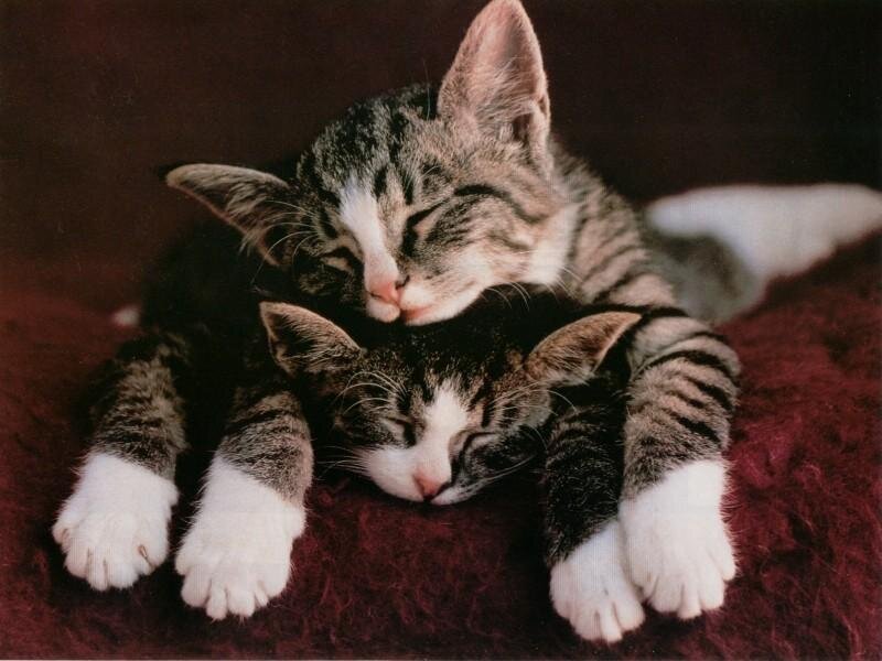 Two sleeping kittens