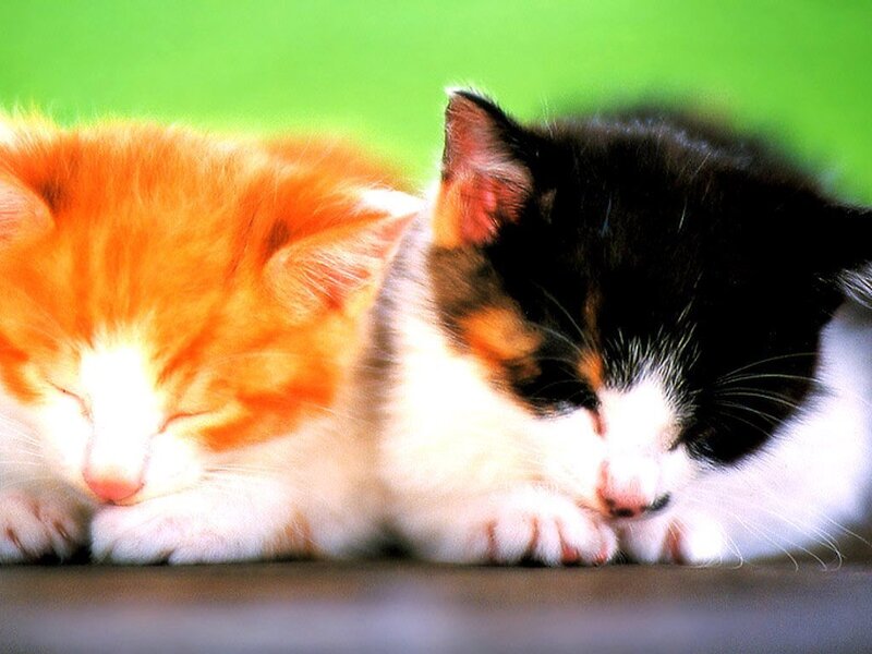 Two sleeping kittens