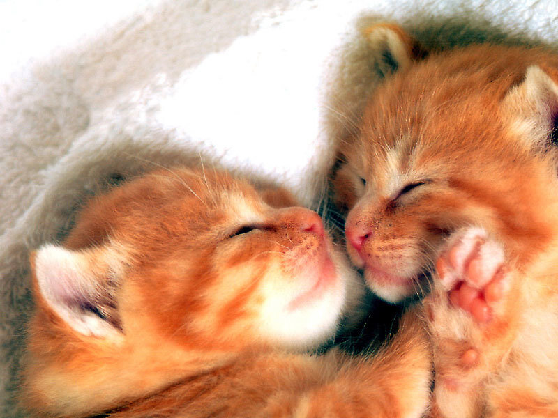 Two sleeping kittens