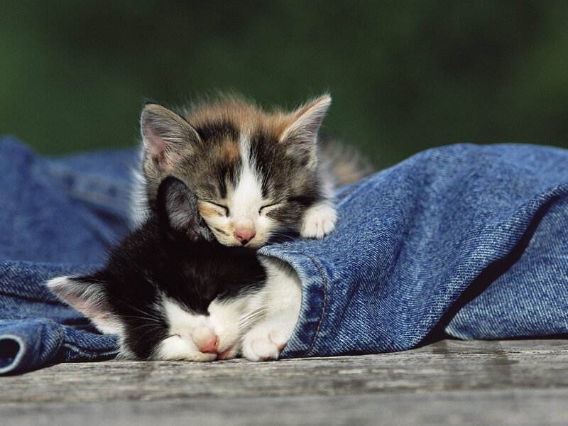 Two Sleeping Kittens — Blue, Peaceful, Afternoon