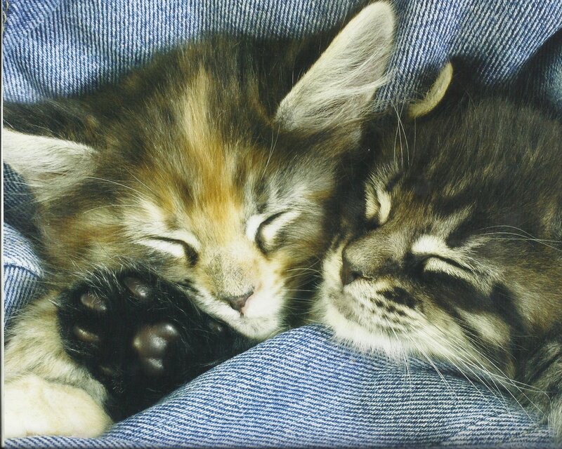Two Sleeping Kittens — Blue, Peaceful, Photograph, Jeans