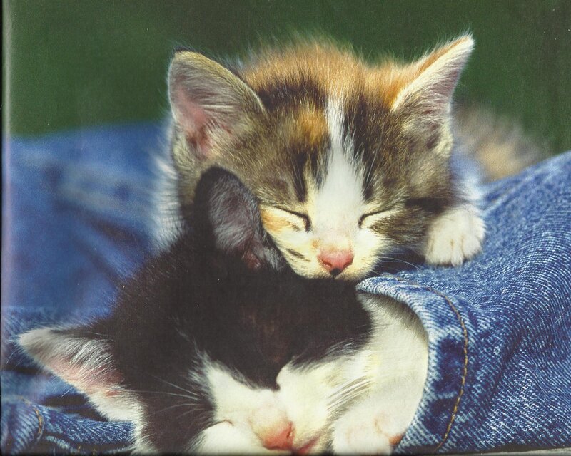 Two Sleeping Kittens — Blue, Peaceful, Photograph