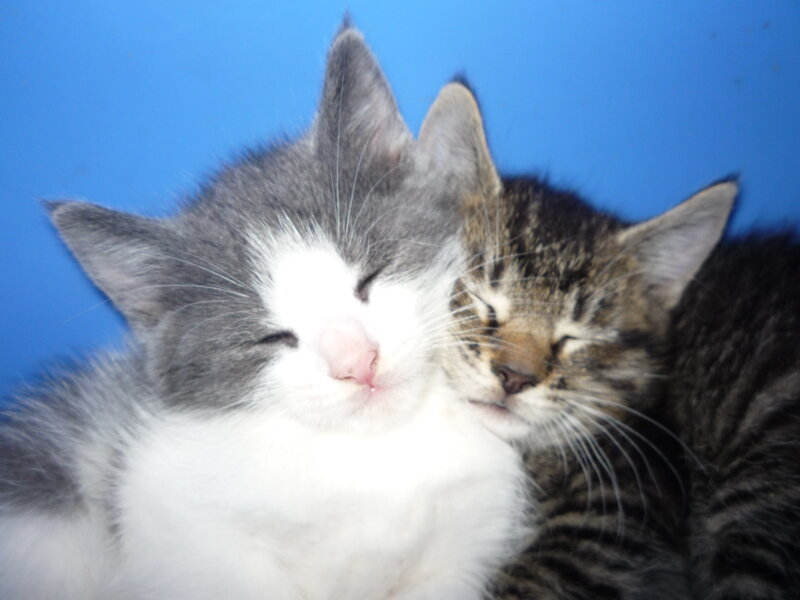 Two Sleeping Kittens — Blue, Peaceful