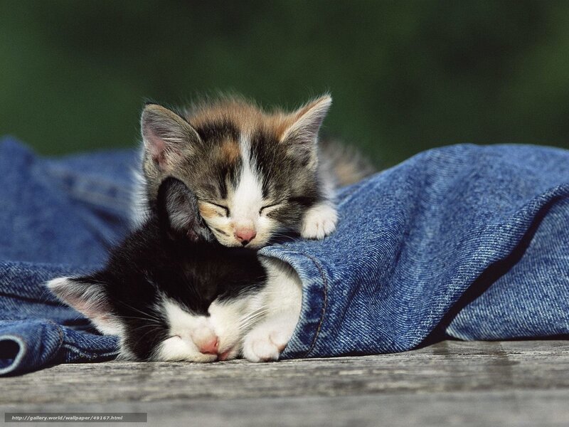 Two Sleeping Kittens — Blue