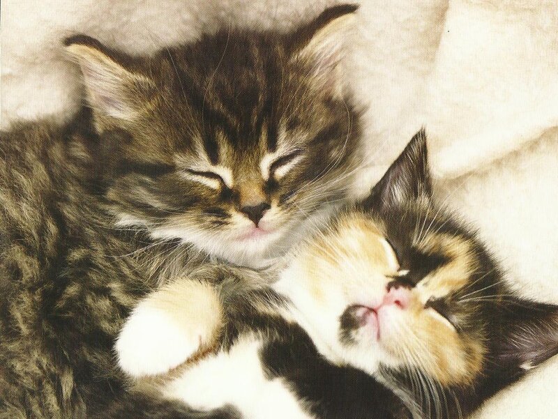 Two Sleeping Kittens — Brown, Peaceful