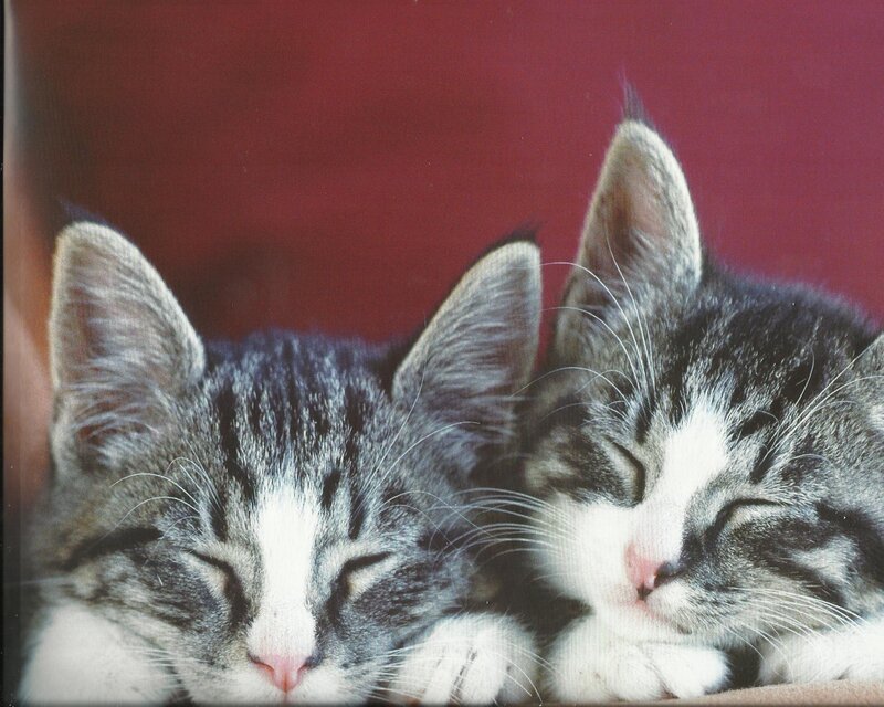 Two Sleeping Kittens — Gray, Peaceful, Photograph
