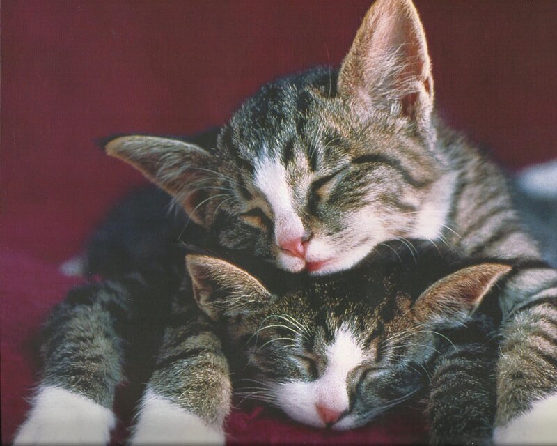 Two Sleeping Kittens — Gray, Peaceful