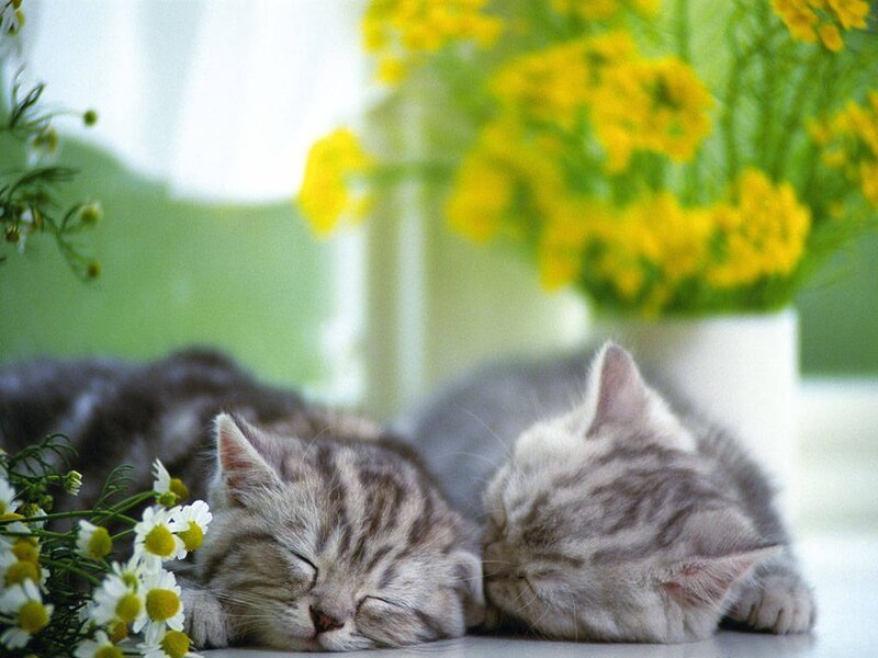 Two Sleeping Kittens — Gray