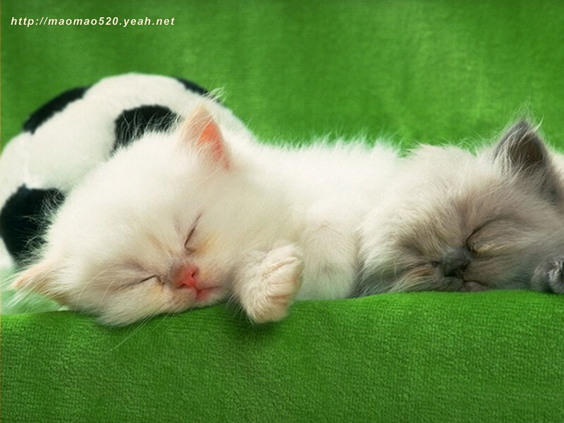 Two Sleeping Kittens — Green