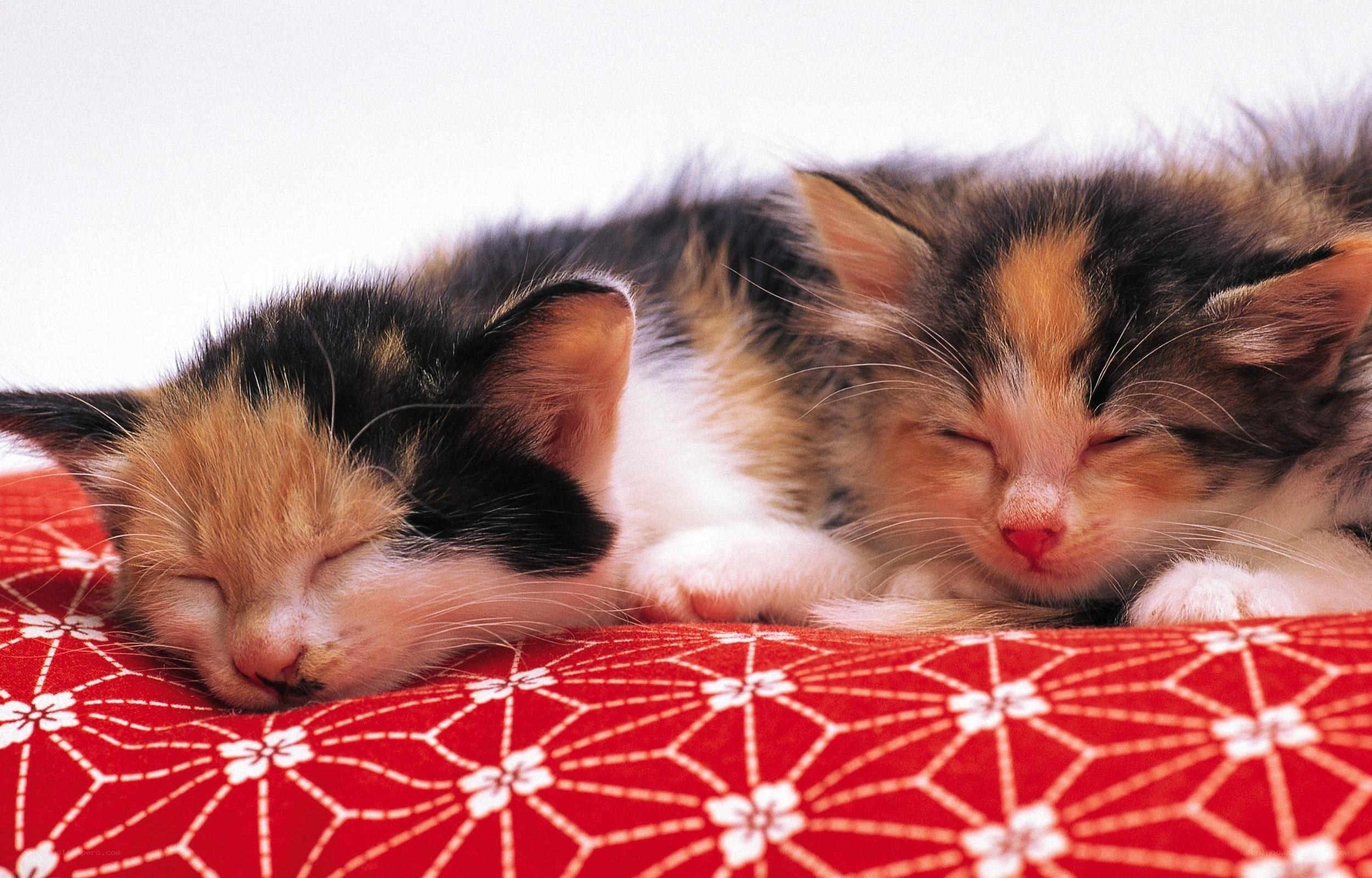 Two sleeping kittens on a cushion