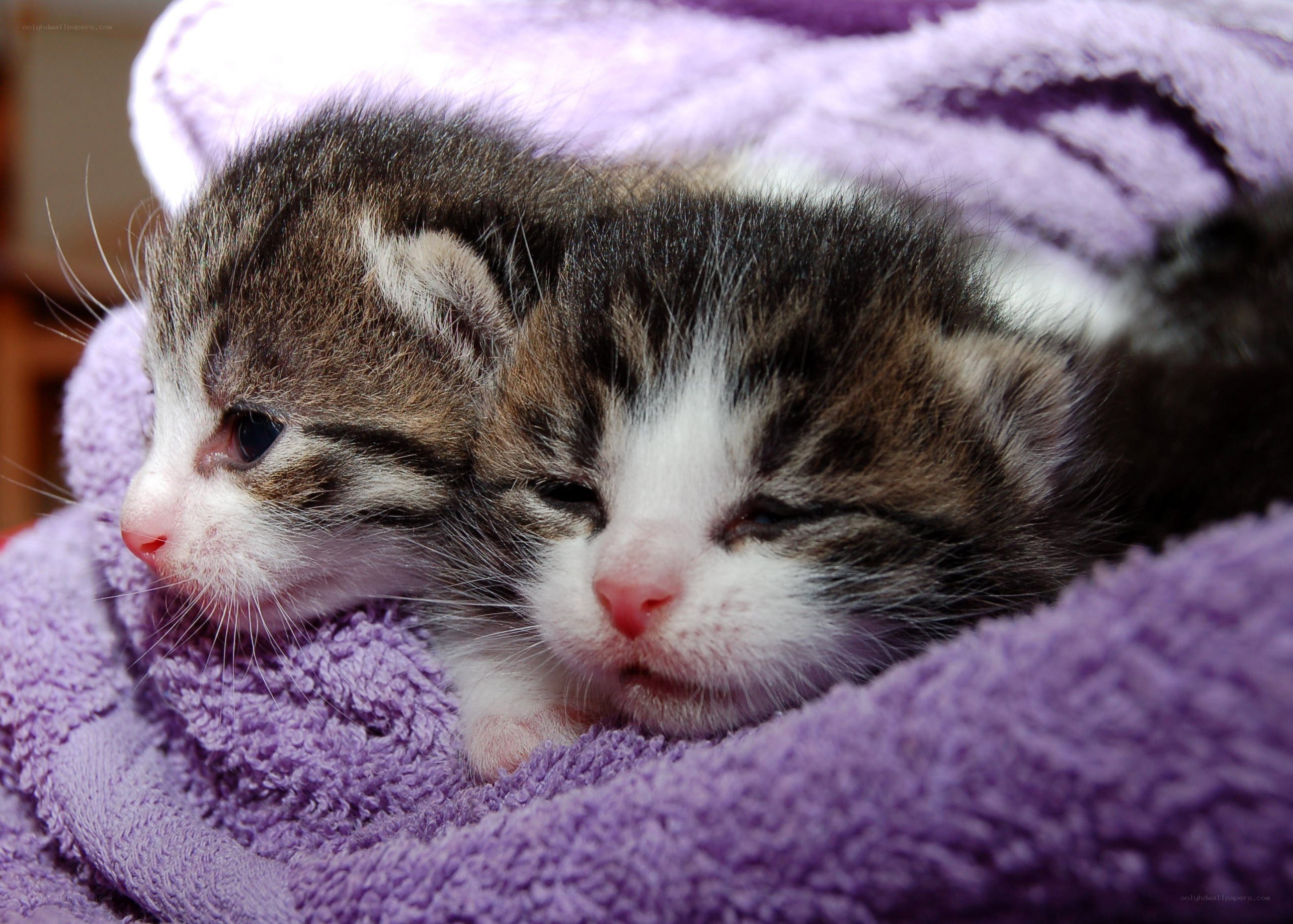 Two sleeping kittens on purple towel