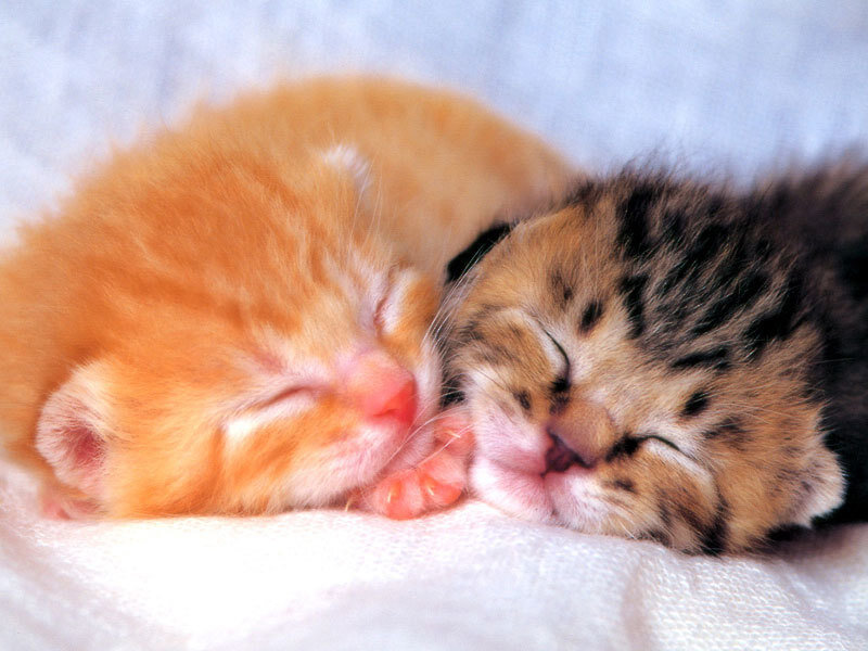 Two Sleeping Kittens — Orange, Peaceful, Photograph, Blanket