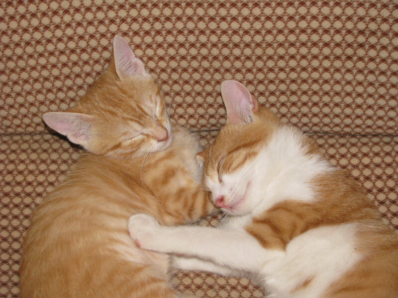 Two Sleeping Kittens — Orange, Peaceful, Photograph, Couch