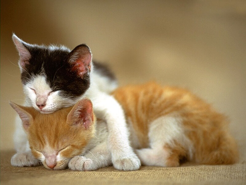 Two Sleeping Kittens — Orange, Peaceful, Photograph, Fabric