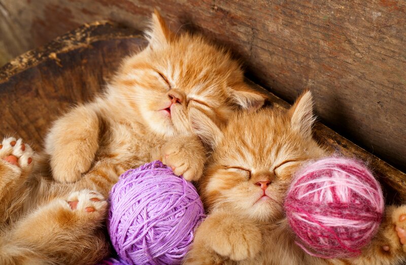 Two Sleeping Kittens — Orange, Peaceful, Photograph