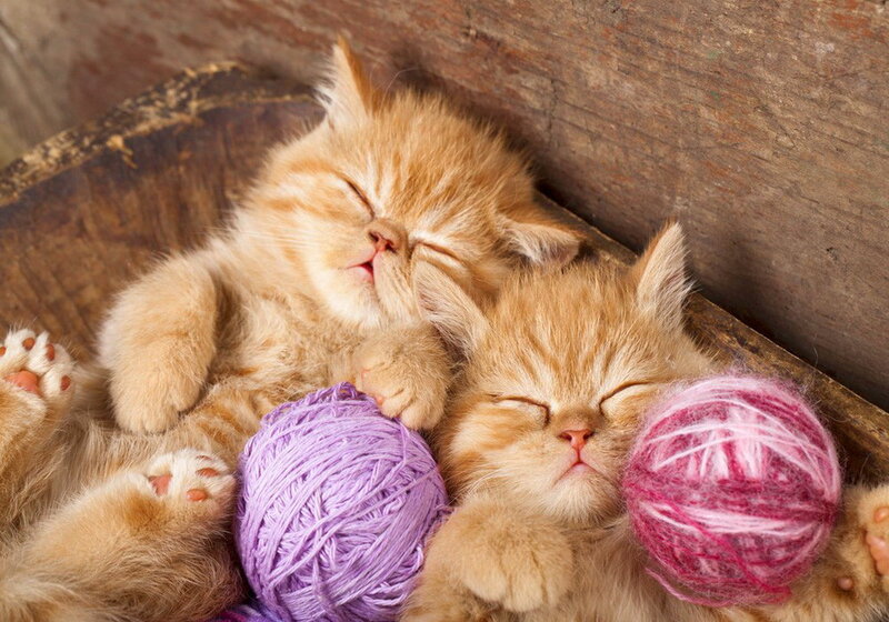 Two Sleeping Kittens — Orange, Peaceful