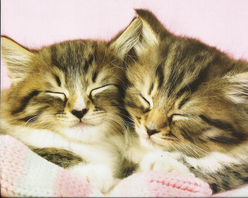 Two Sleeping Kittens — Pink, Peaceful, Photograph