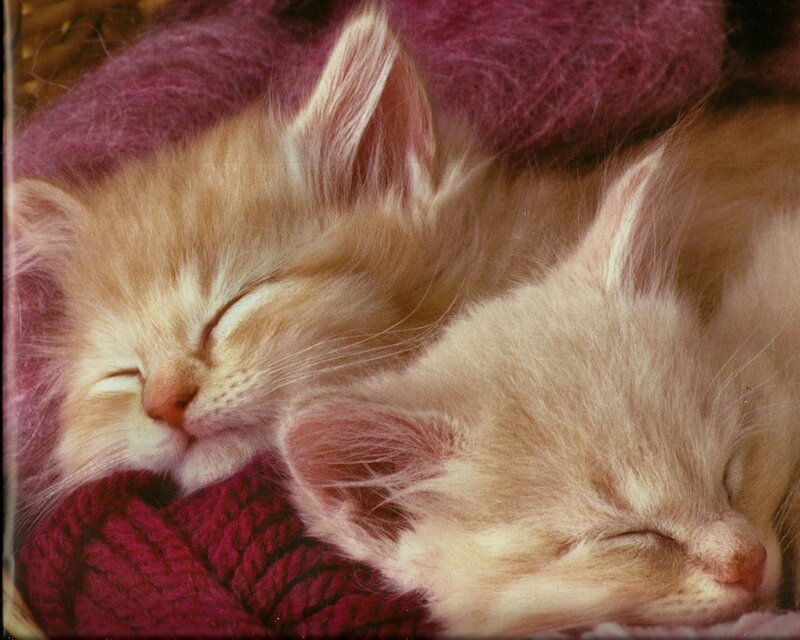 Two Sleeping Kittens — Purple, Peaceful