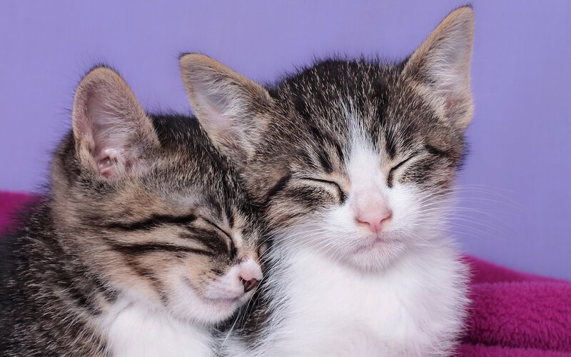 Two Sleeping Kittens — Purple