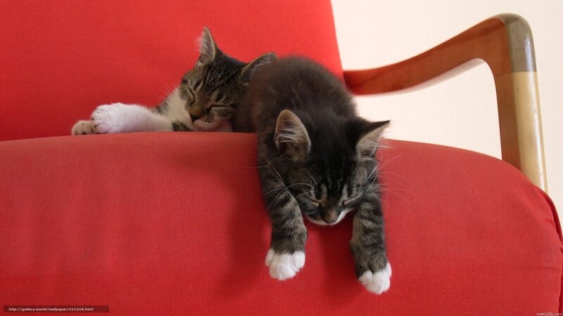 Two Sleeping Kittens — Red, Peaceful