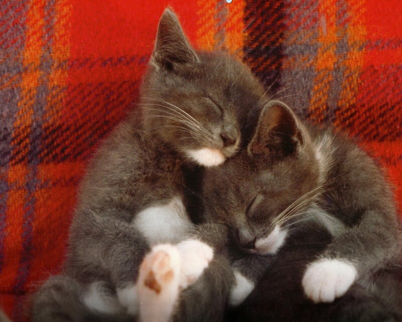 Two Sleeping Kittens — Red
