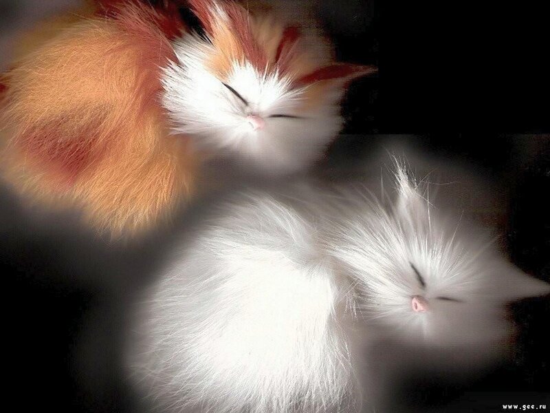 two sleeping kittens