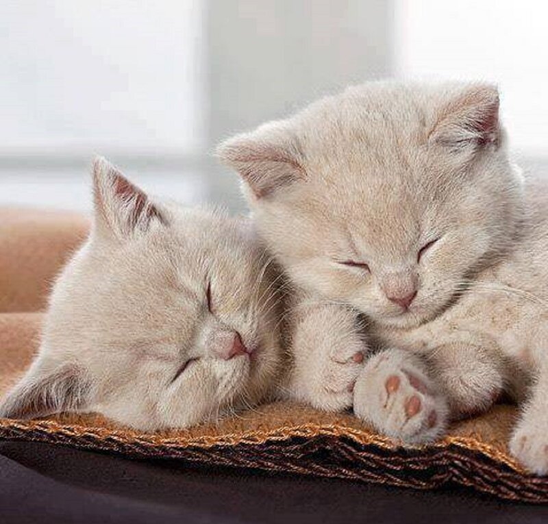 Two Sleeping Kittens — White, Peaceful, Morning